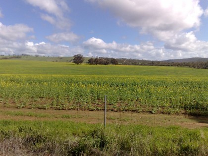 Fields of canola plants.