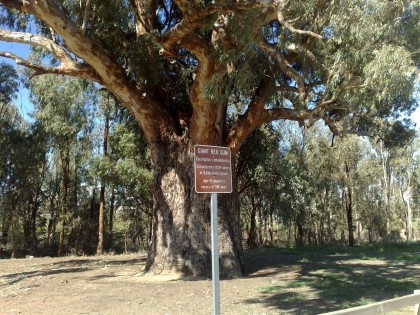 A giant red gum tree outside somewhere :-) I forget already.