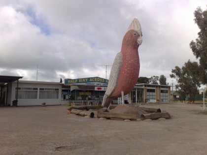 A large thing..why I have no idea, had not seen a galah up to this point.